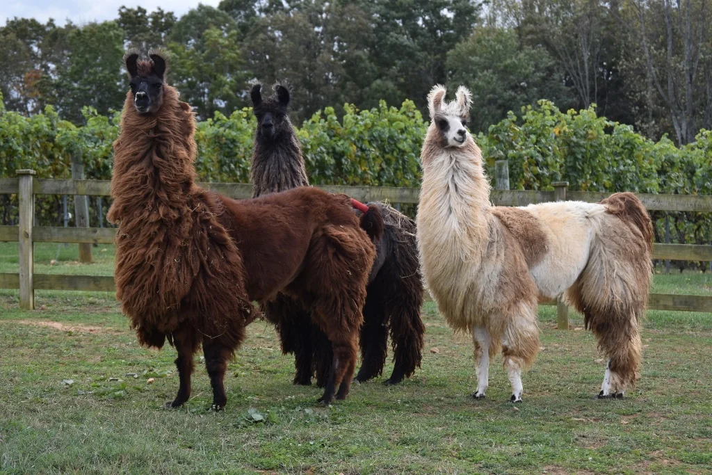 Our Llamas Divine Llama Vineyards Farm